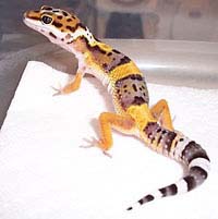 Leopard Gecko Care Sheet – Basic Care of the Leopard Gecko,  Eublepharis macularius