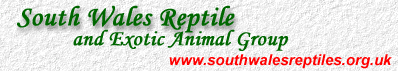 Reptiles at South Wales Reptiles